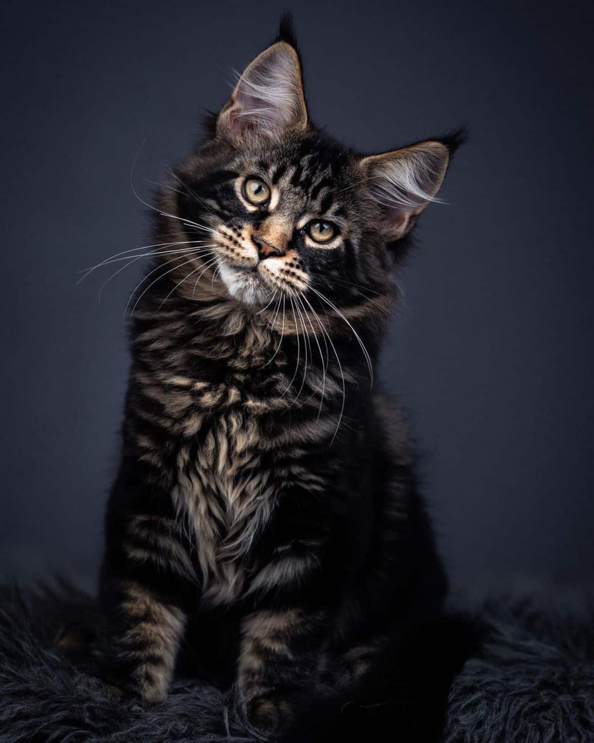 A portrait of a beautiful black maine coon kitten.