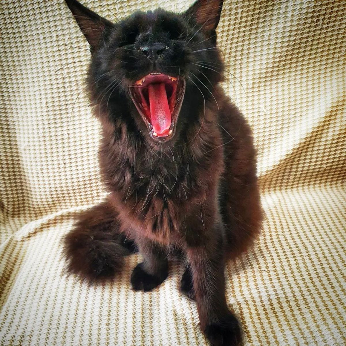 An adorable yawing black maine coon kitten sitting on a couch.