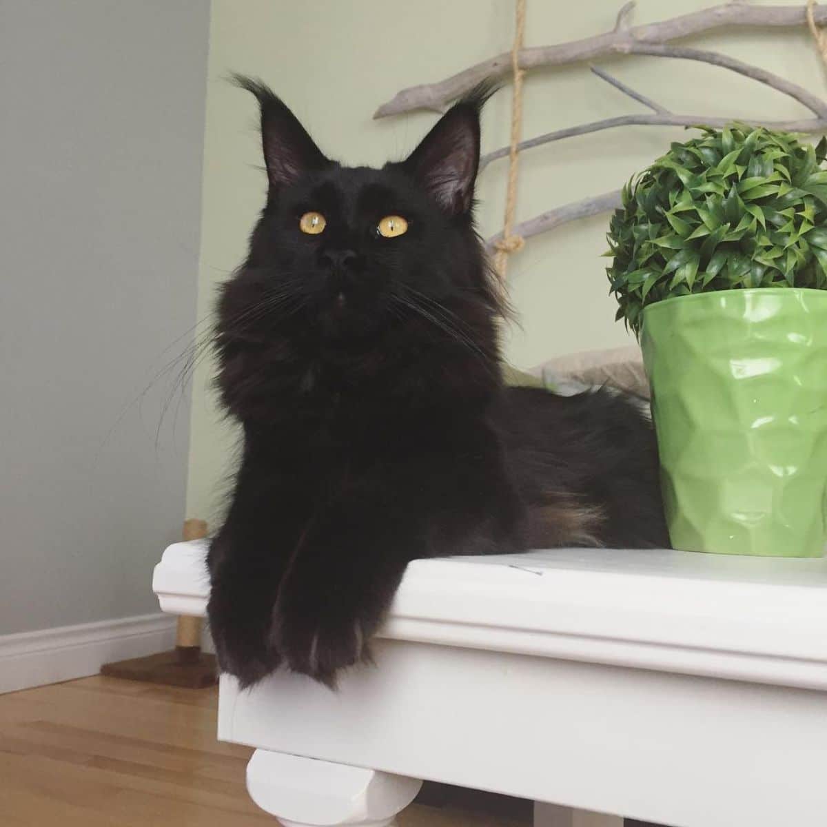 An adorable black maine coon kitten lying on a white table with paws hanging.