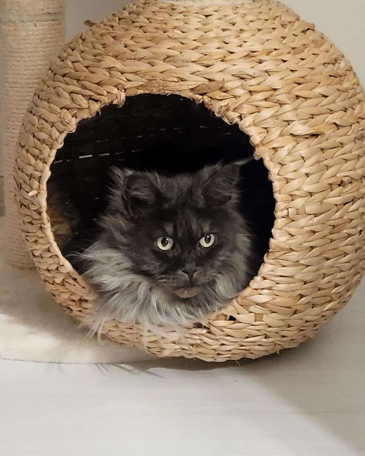 An adorable fluffy black smoke maine coon in a cat bed.