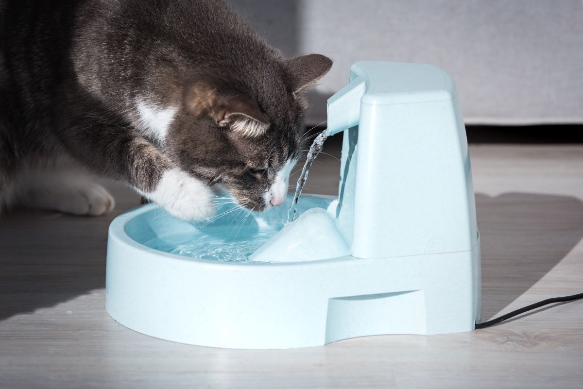 A brown cat drinking water from a water fountain.