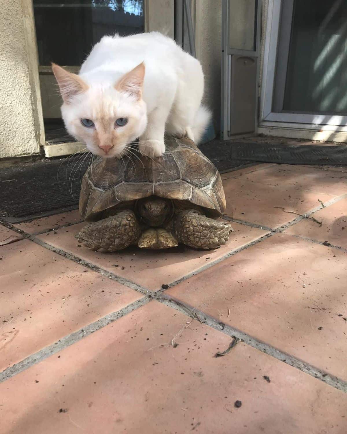 A cream maine coon stting on a turtle on a patio.