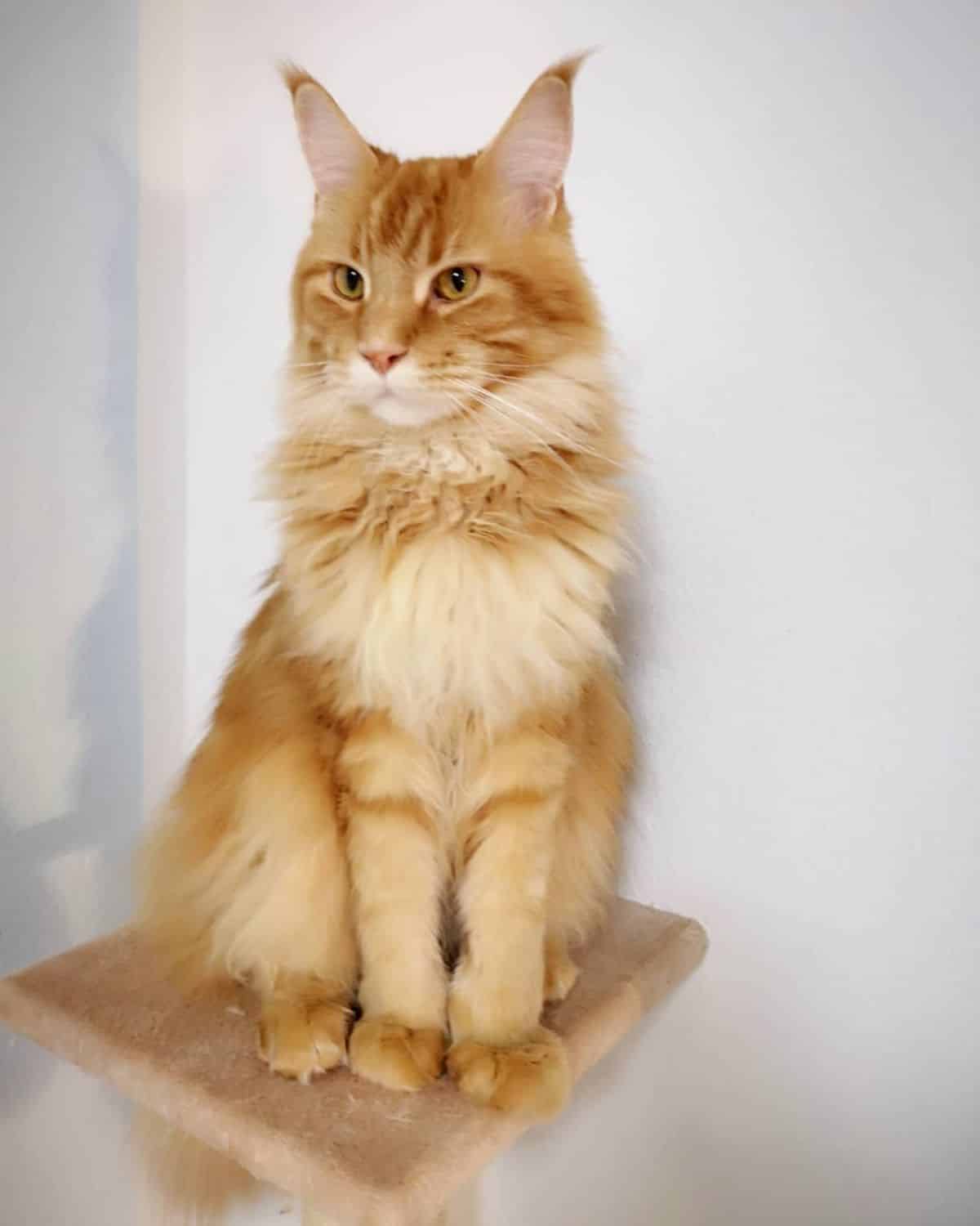 A fluffy ginger maine coon kitten sitting on the top of a cat tree.