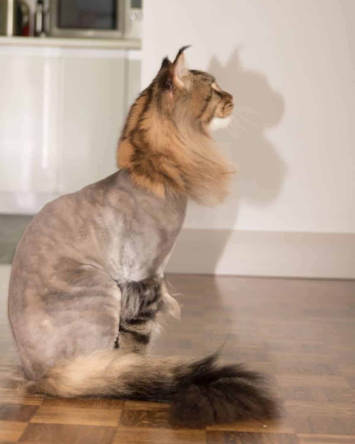 A tabby maine coon with a lion cut sitting on a floor.