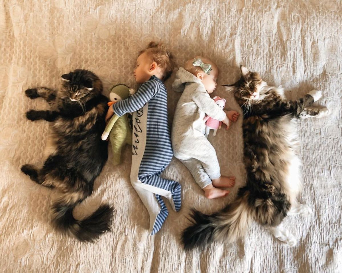 Two babies and two fluffy tabby maine coons lying on a bed.