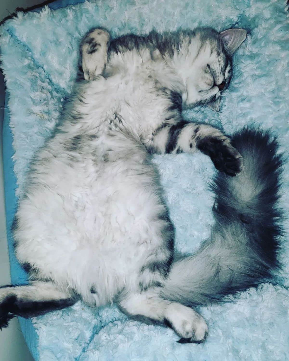 A gray maine coon sleeping in a funny position.
