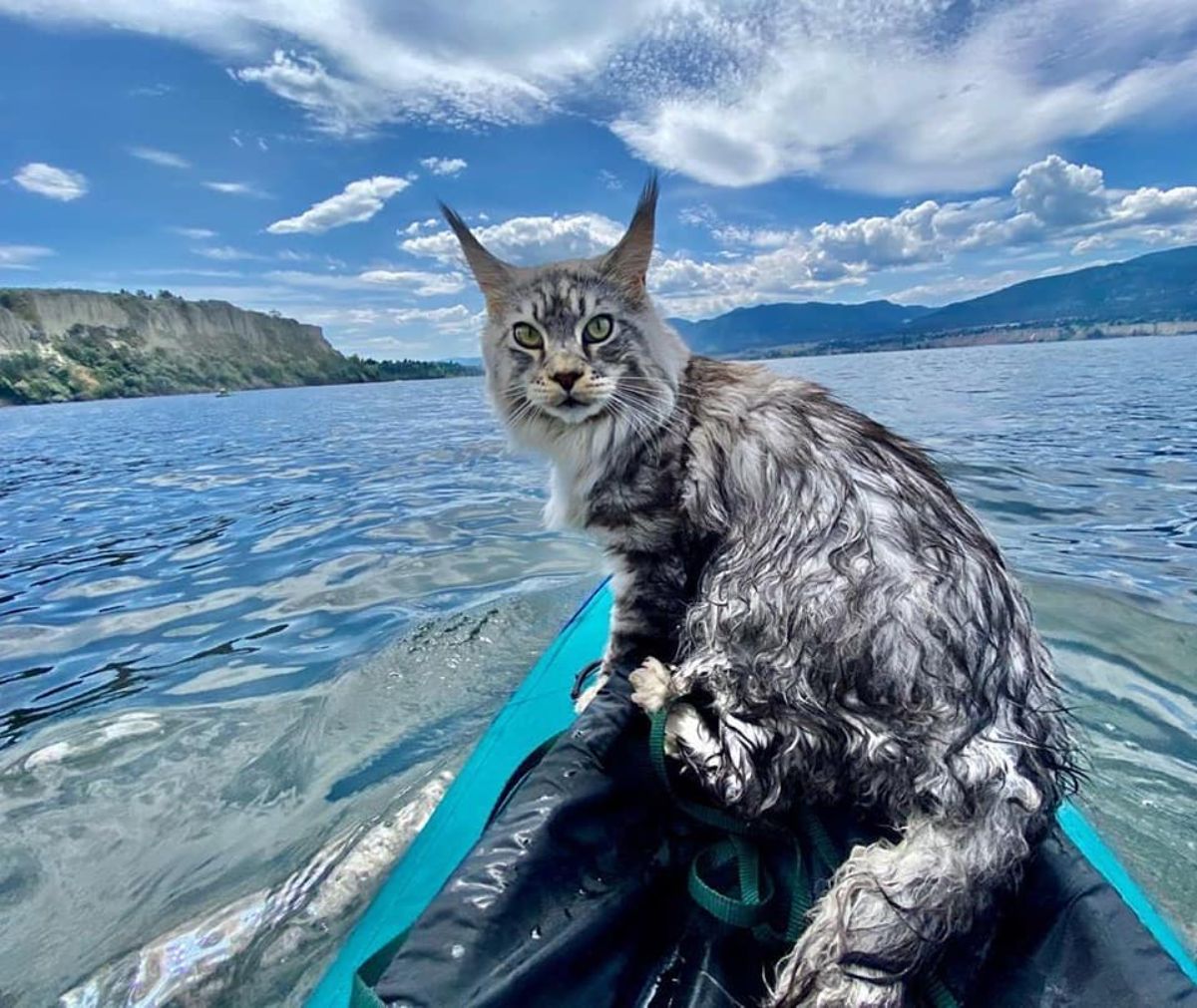 A silver maine coon sitting in a canoe.