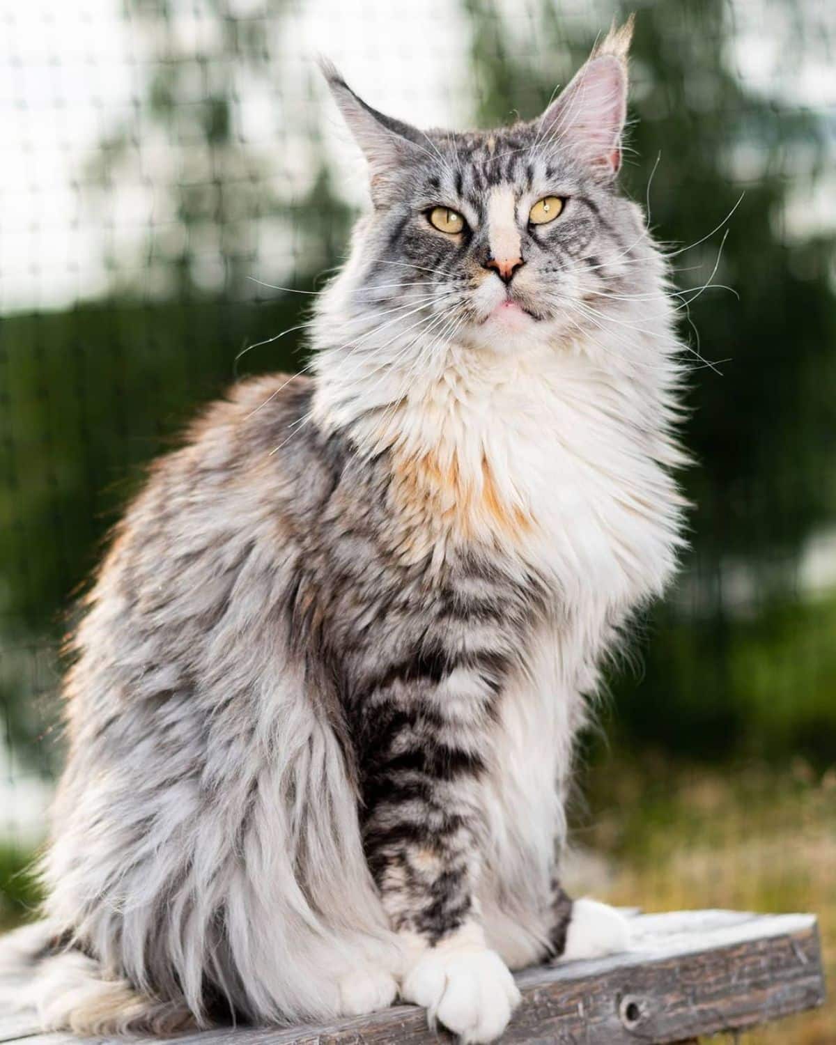 An adorable gray maine coon sitting on a wooden table outdoor.