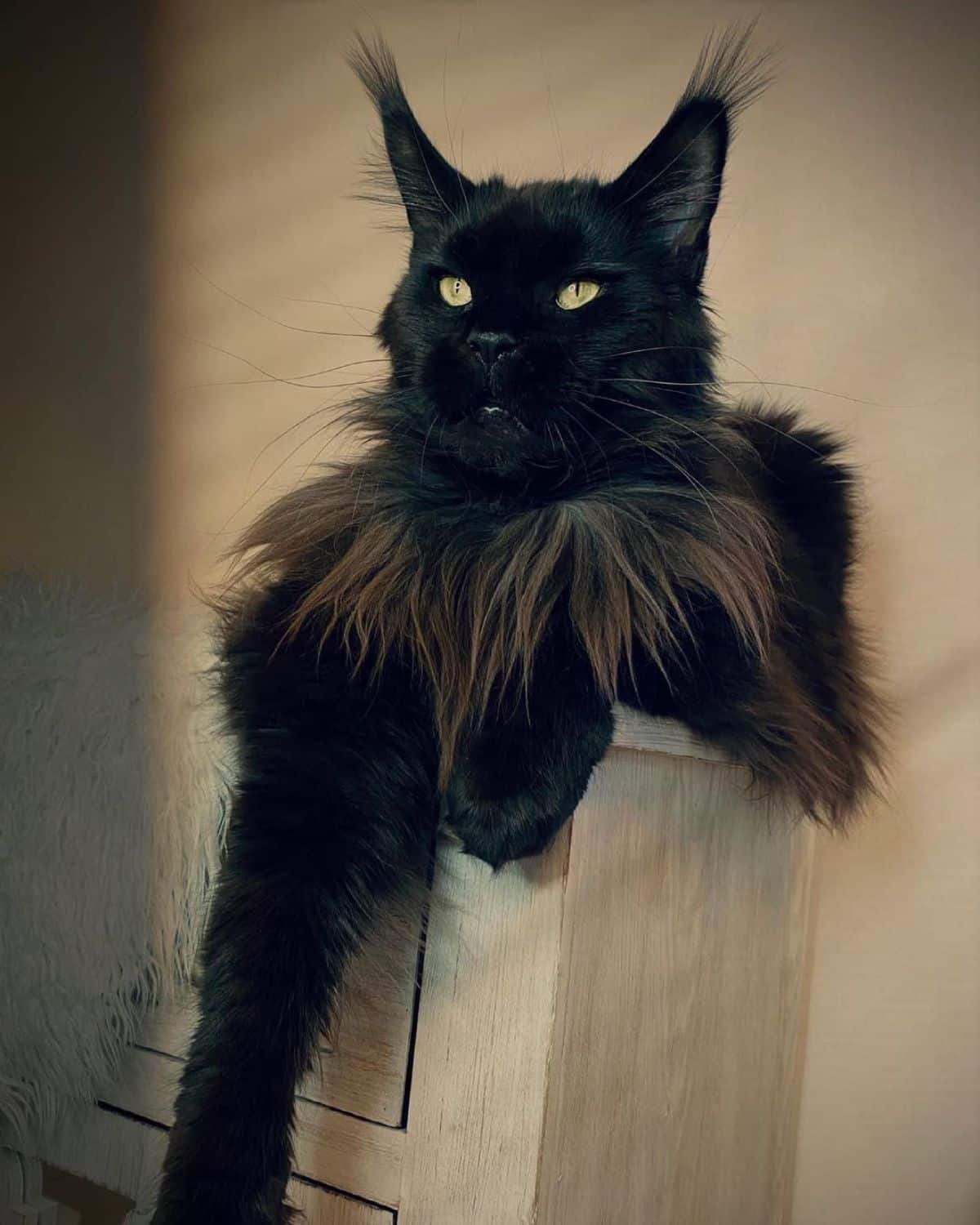 A beautiful black maine coon with a neck ruff lying on a piece of furniture.