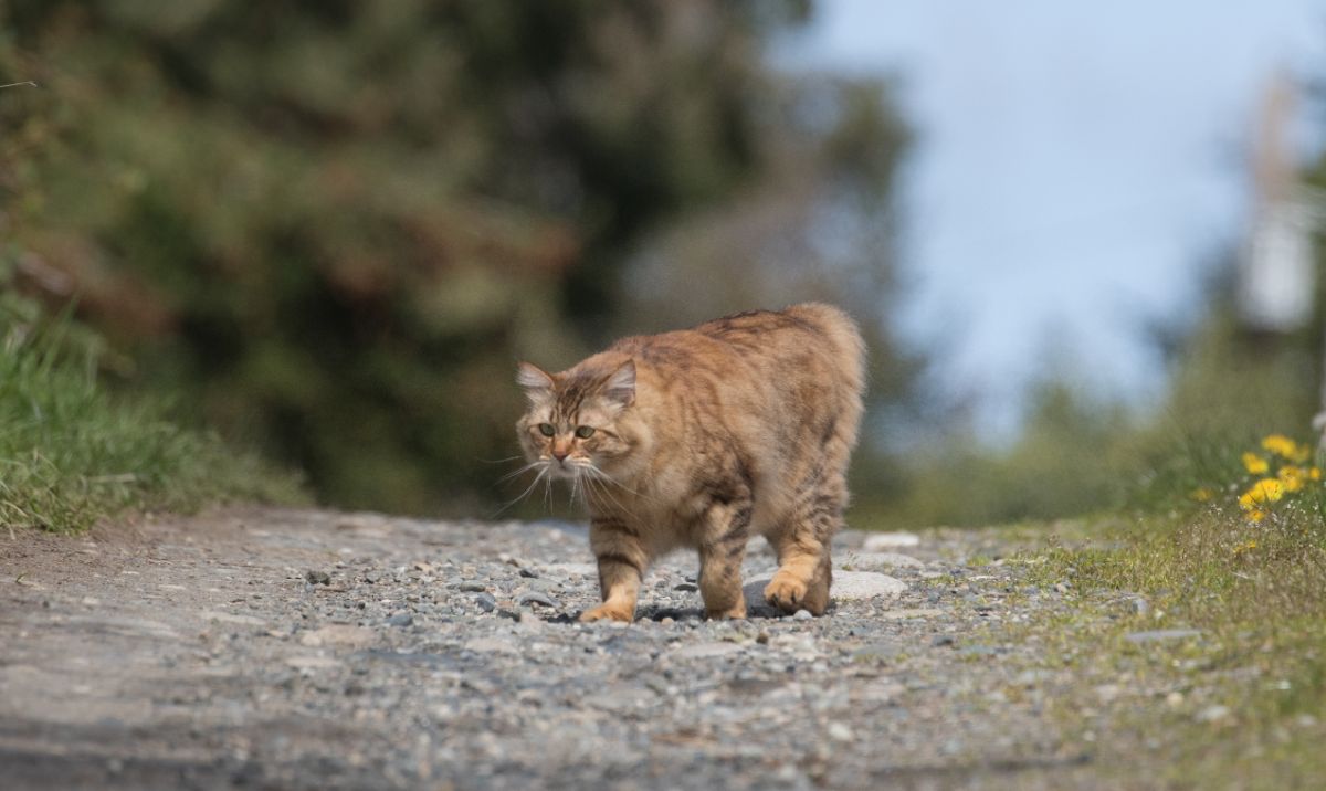 A chunky-looking brown Manx cat walking on a pathway.