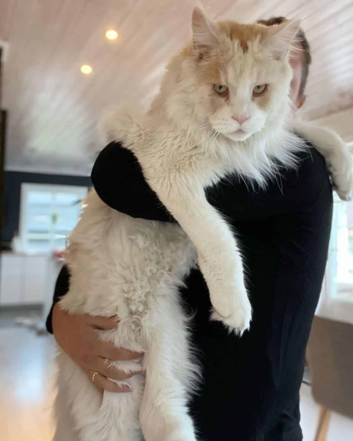 A man holding a huge cream maine coon in his arms.