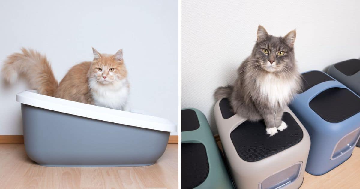11 Best Litter Boxes for Multiple Cats (According to Vets)