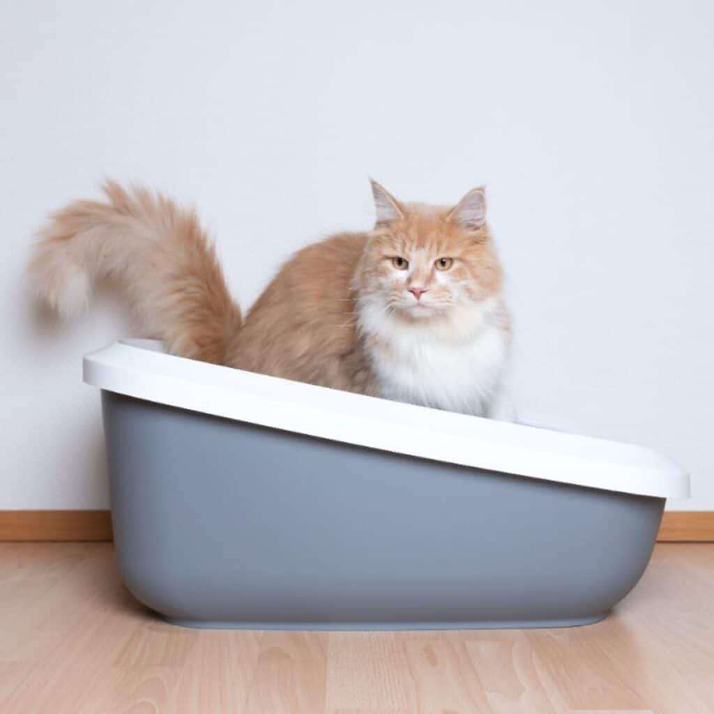 7 Best Wet Food for Maine Coon Cats