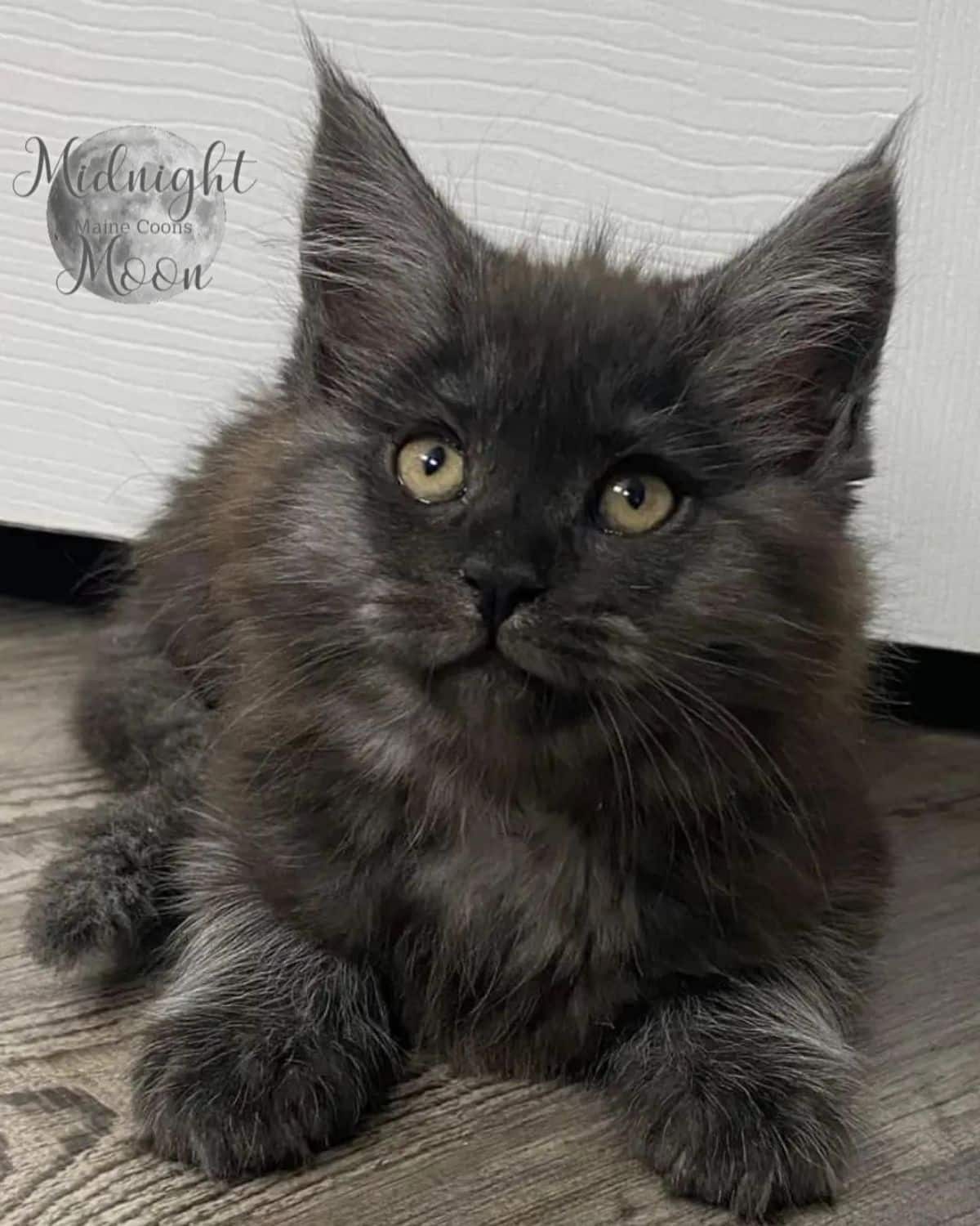 An adorable black maine coon kitten lying on a floor.