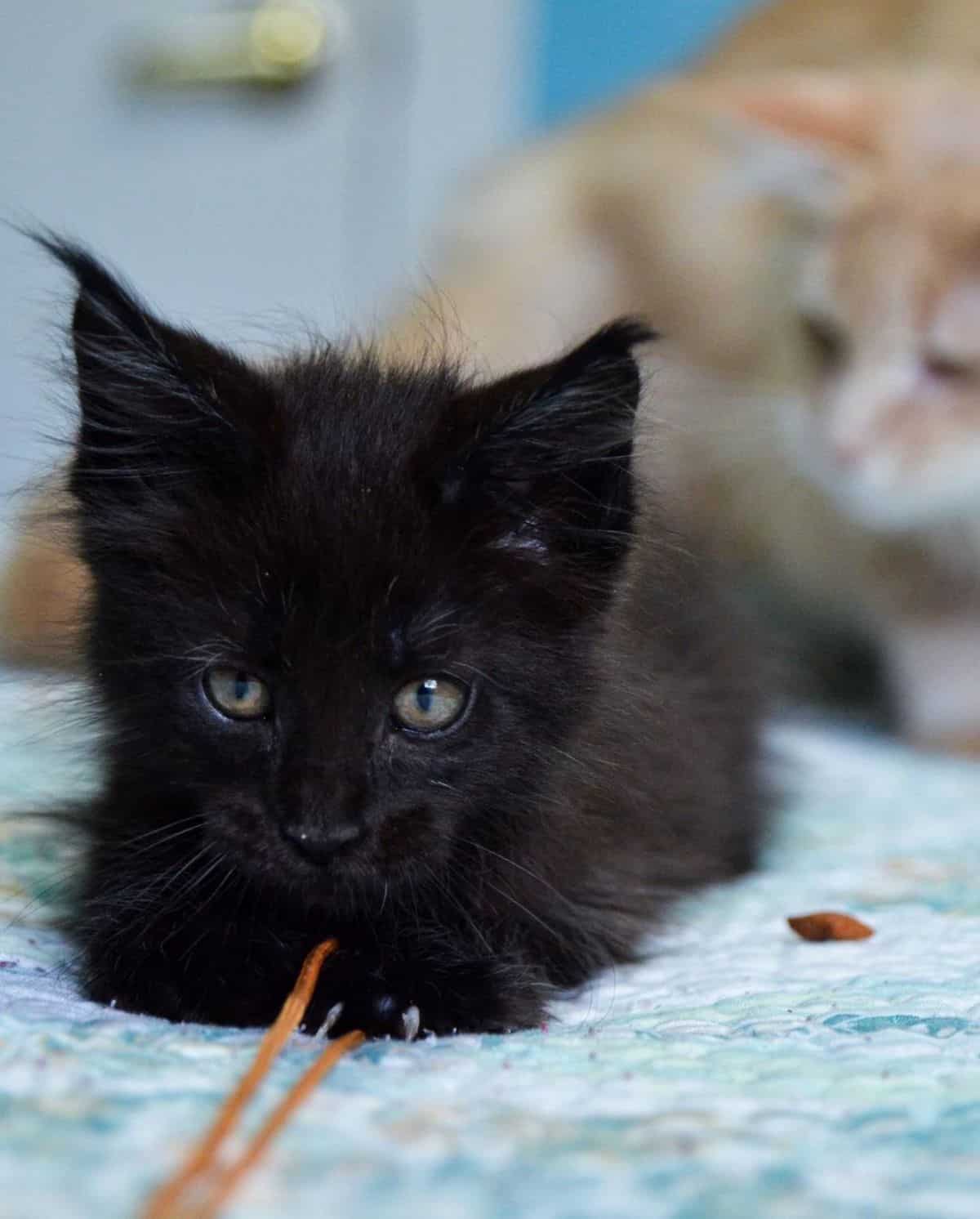 A cute black maine coon kitten playing on a bed.