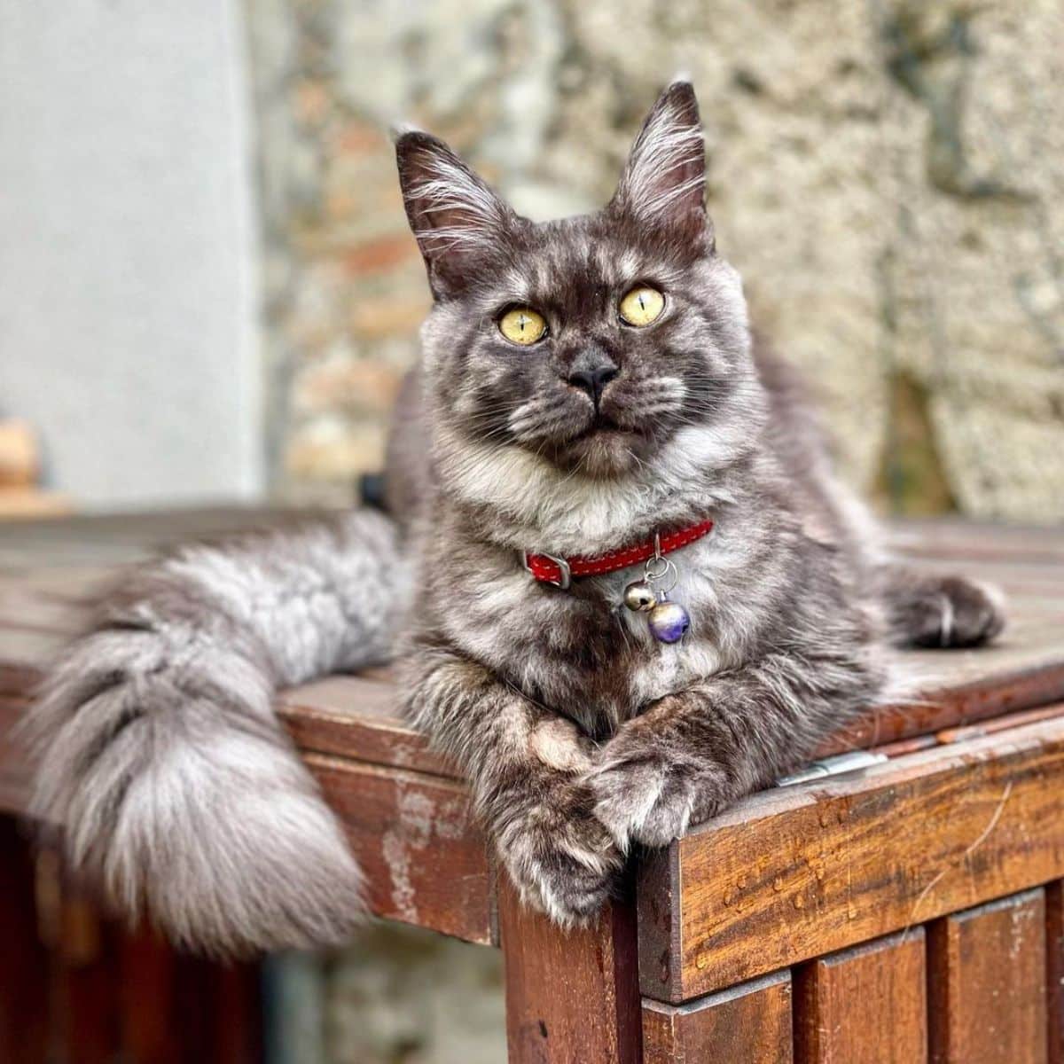 A beautiful black smoke maine coon with a red collar lying on a wooden piece of furniture.