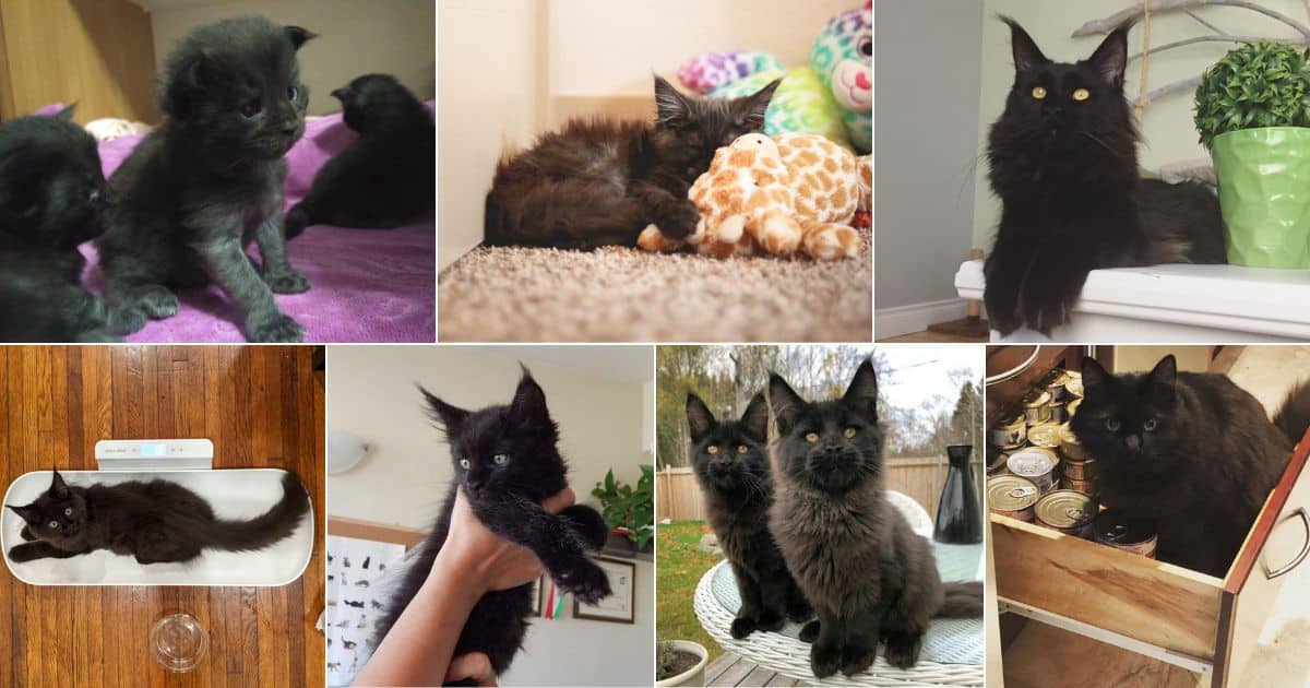 11 Cute Pictures of Baby Black Maine Coons facebook image.