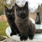 Two adorable black maine coon kittens sitting on a garden table on a porch.