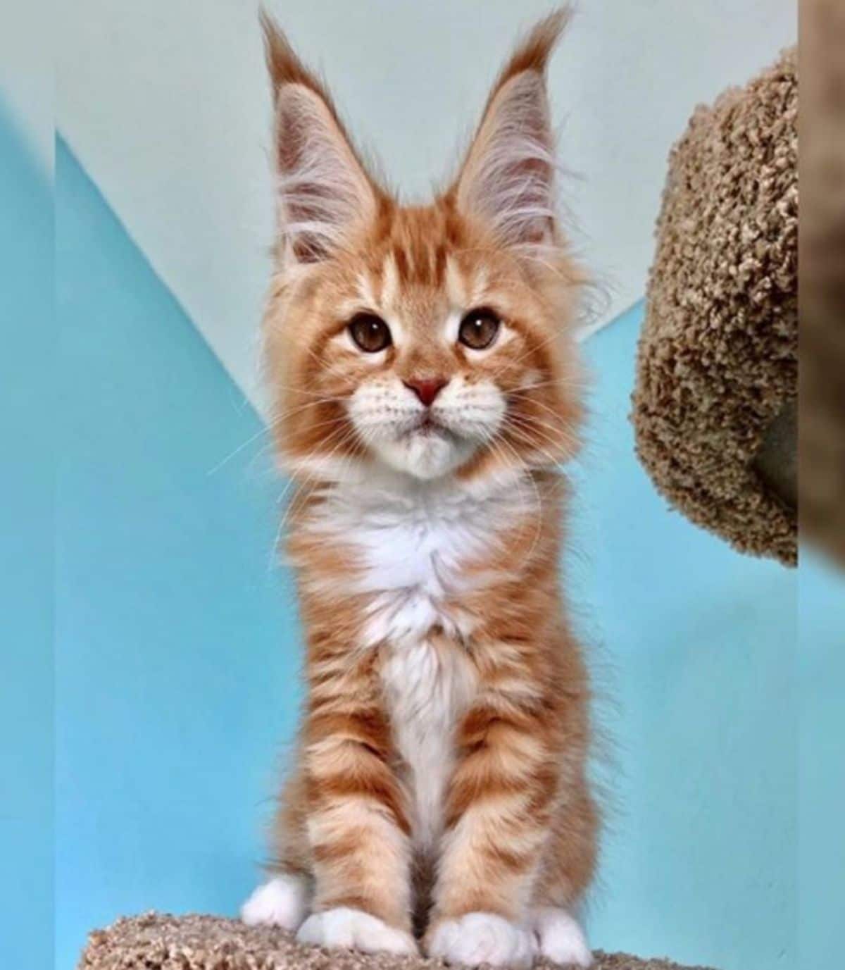 A cute ginger maine coon kitten sitting on a cat tree.