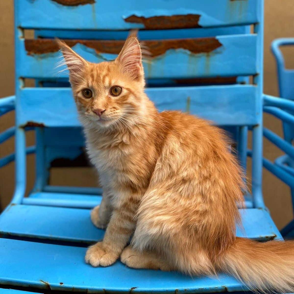 An adorable ginger maine coon kitten sitting on a blue chair.