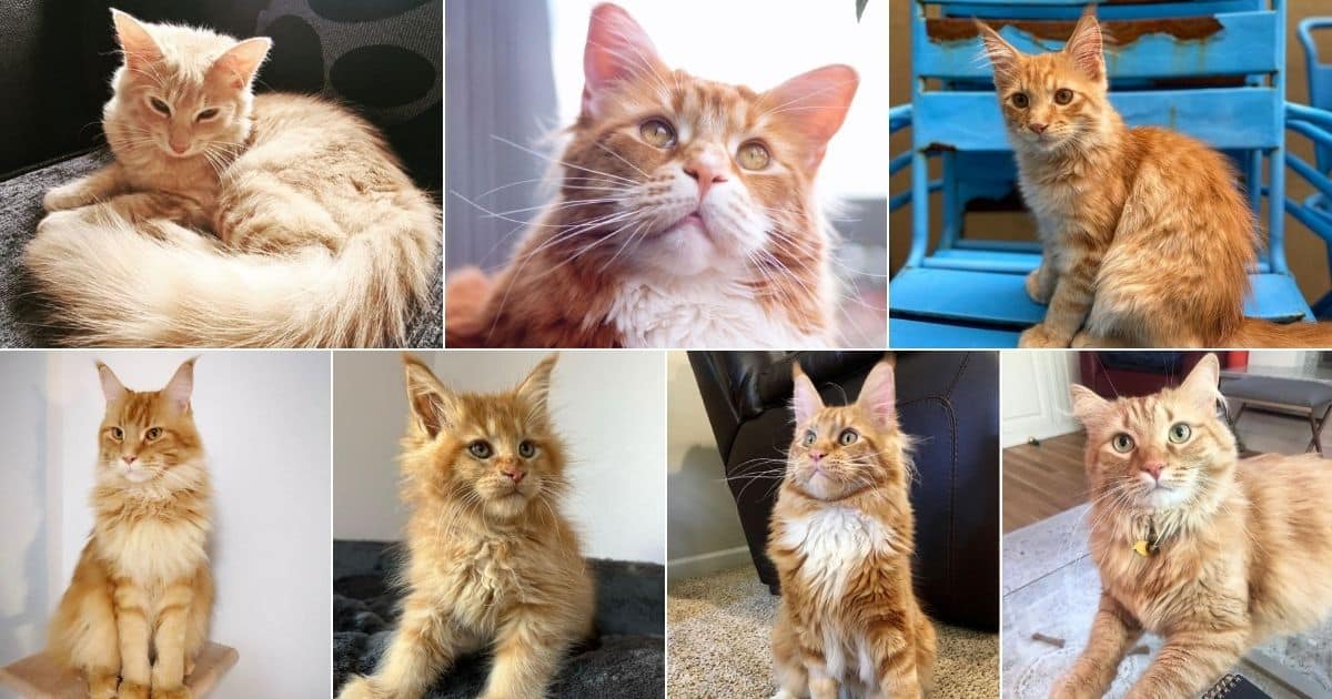 11 Heart-Melting Pictures of Baby Ginger Maine Coon Cats facebook image.