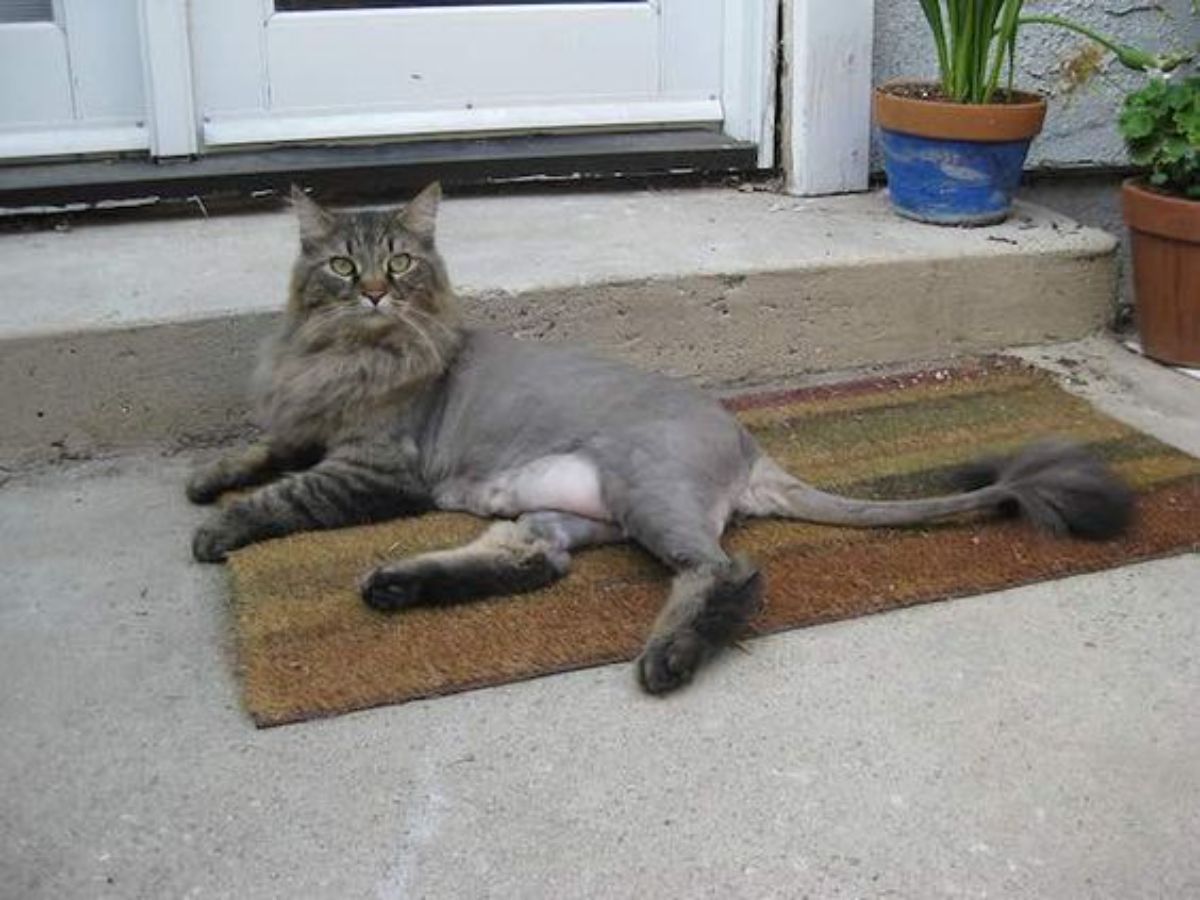 A gray maine coon with a lion cut lying on a patio.