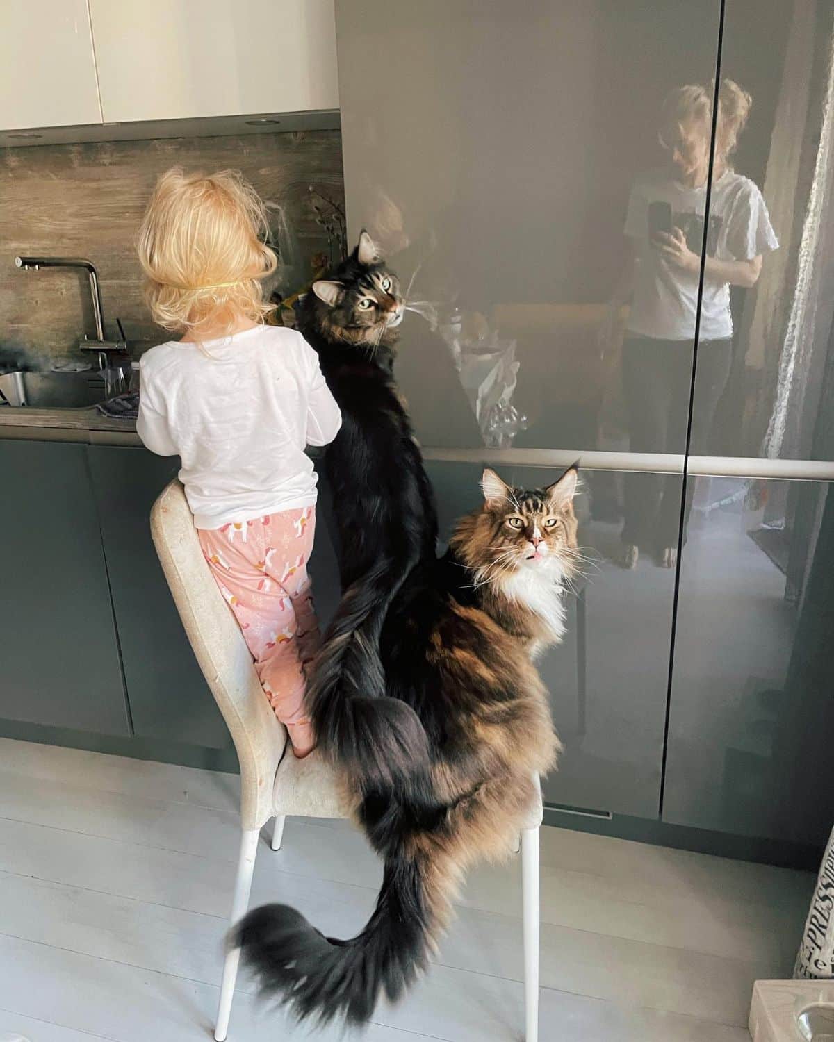 A young kid with two brown maine coons sitting and standing on a chair in a kitchen.
