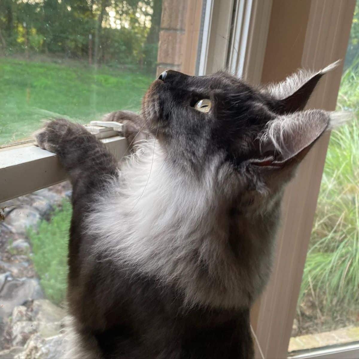 A gray maine coon looking through a window with paws on a window frame.