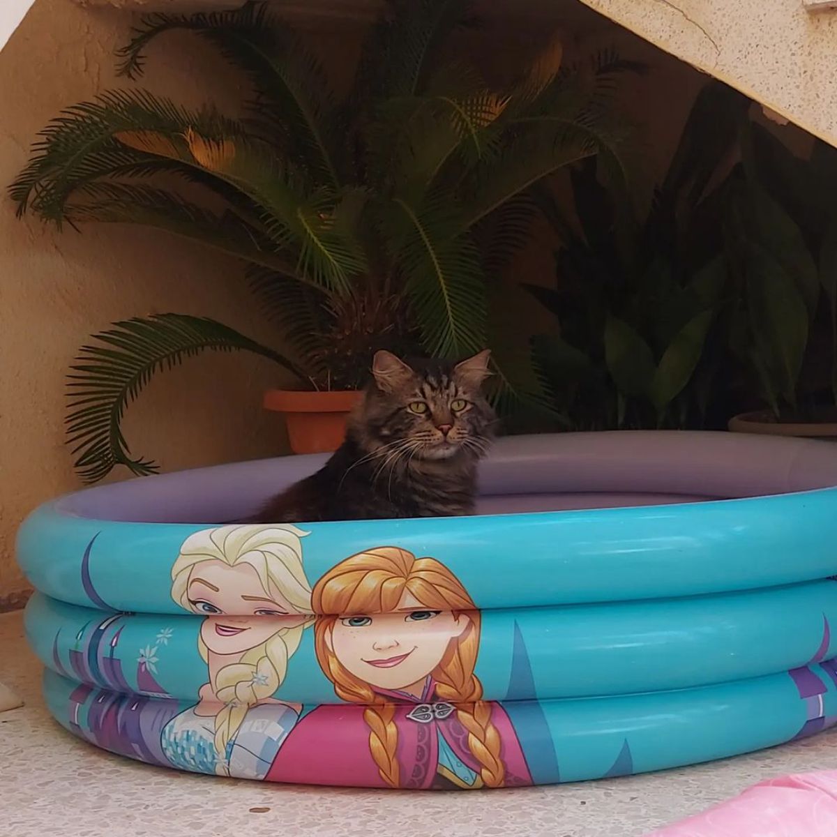 A tabby maine coon sitting in a small pool.