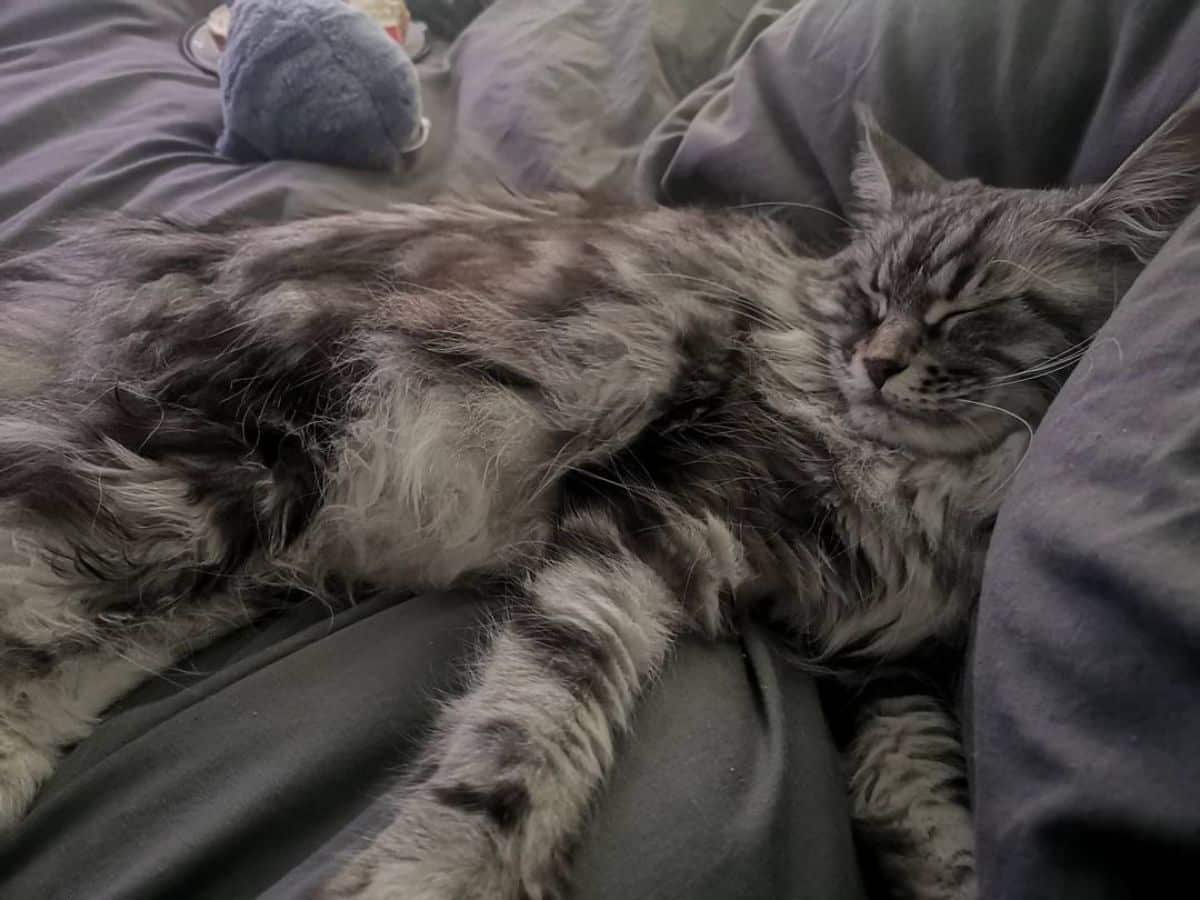 An adorable silver maine coon sleeping in a bed.