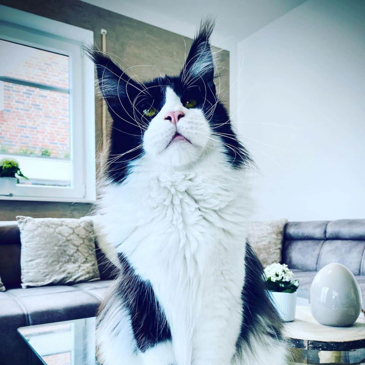 A beautiful tuxedo maine coon sitting on a coffe table.