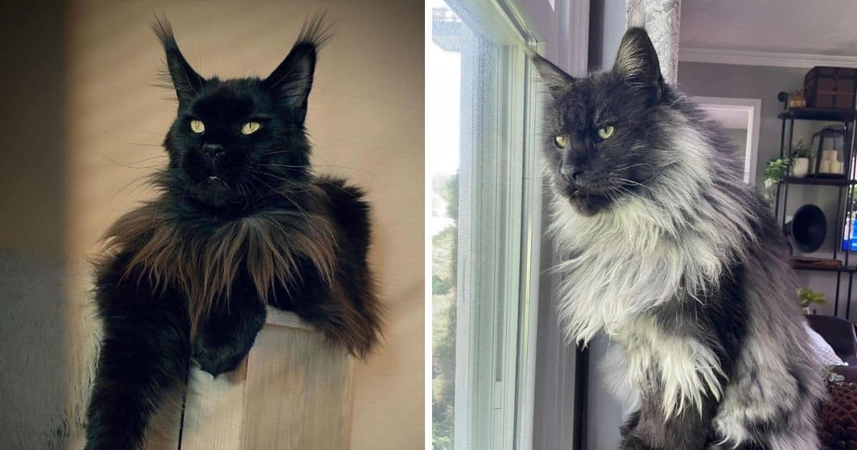 11 Majestic Maine Coons That Are Fully Grown