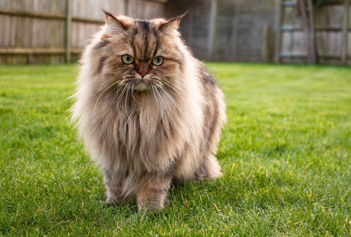 An adorable brown Persian cat standing on green grass in a backyard.