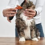 An owner brushing a tabby maine coon on a table.