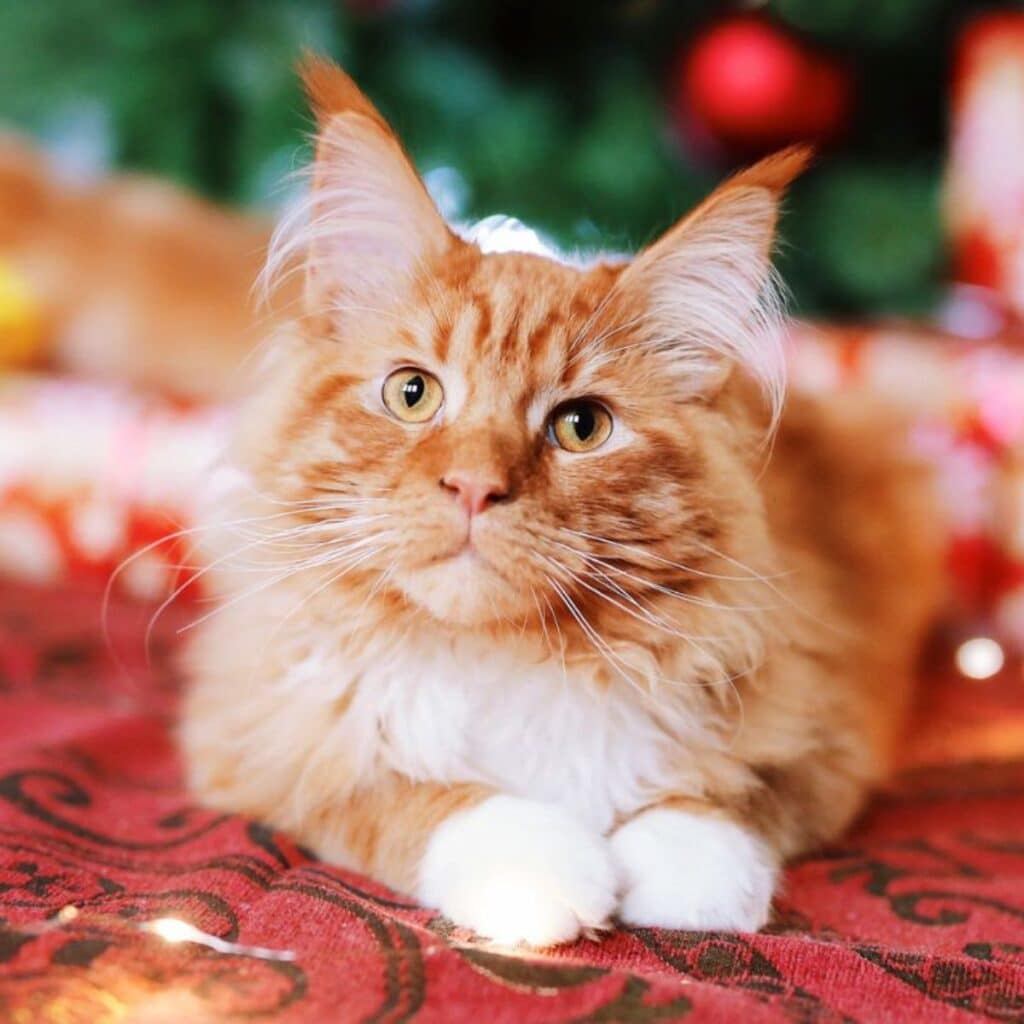 7 Best Wet Food for Maine Coon Cats - MaineCoon.org