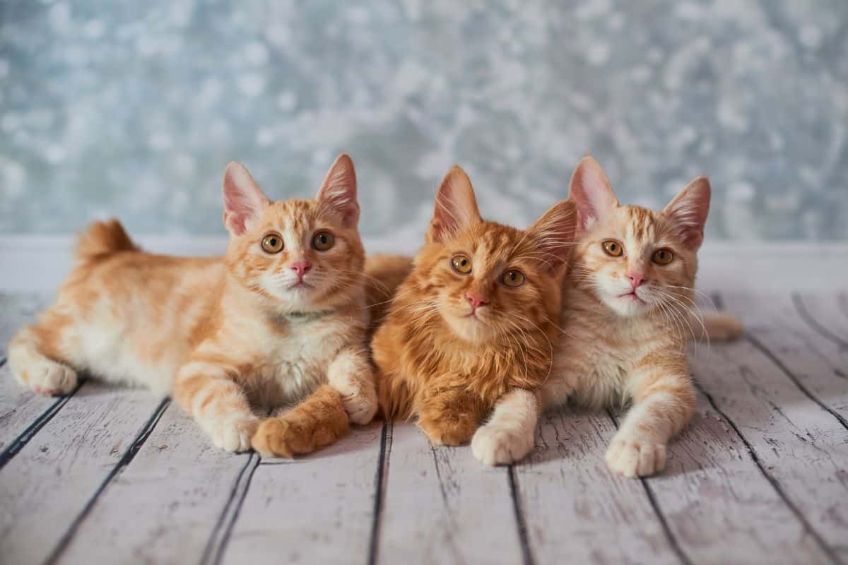 Three ginger American Bobtail kitten lying on a floor.