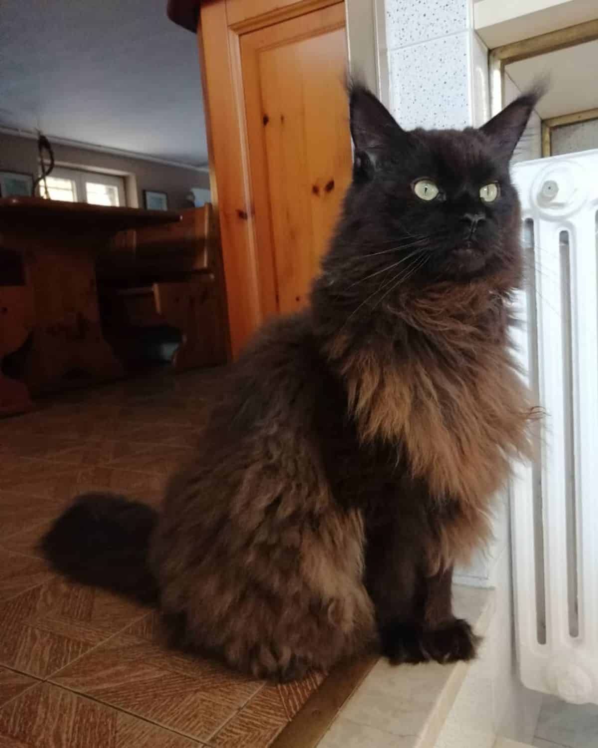 A beautiful black maine coon sitting on a floor.
