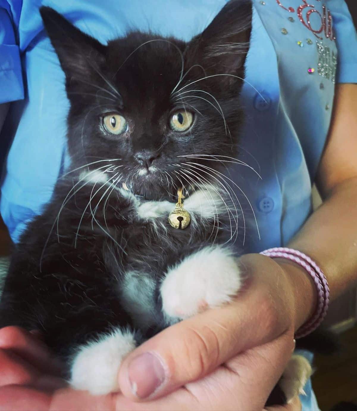 A human holding an adorable black maine coon kitten with white paws.