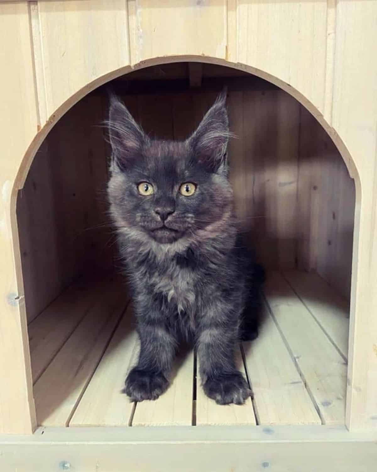An adorable black smoke maine coon kitten in a wooden cat bed.