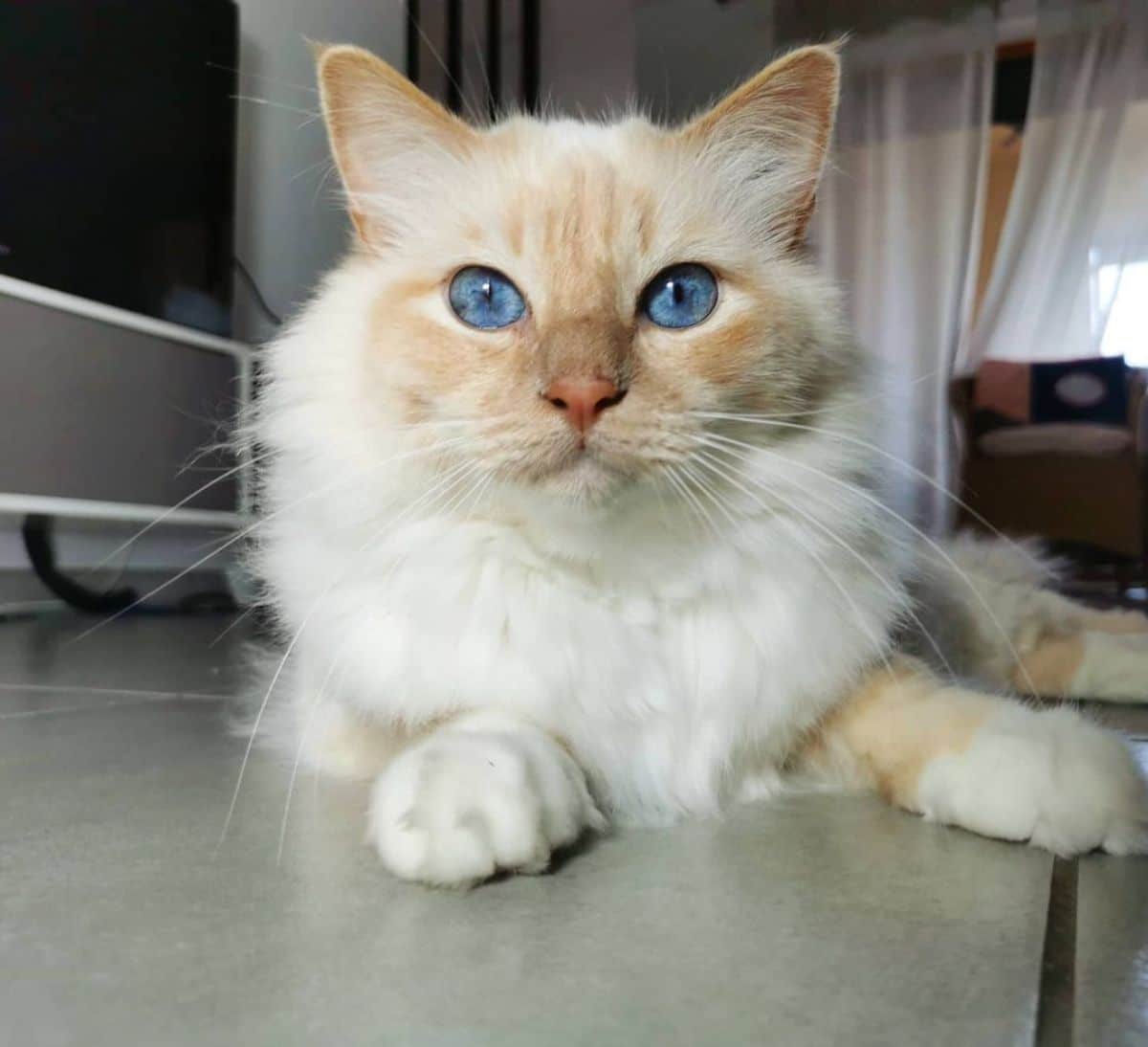 A beautiful cream maine coon with blue eyes lying on a floor.
