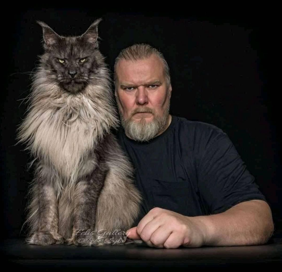 A man and his gray maine coon on a black background.