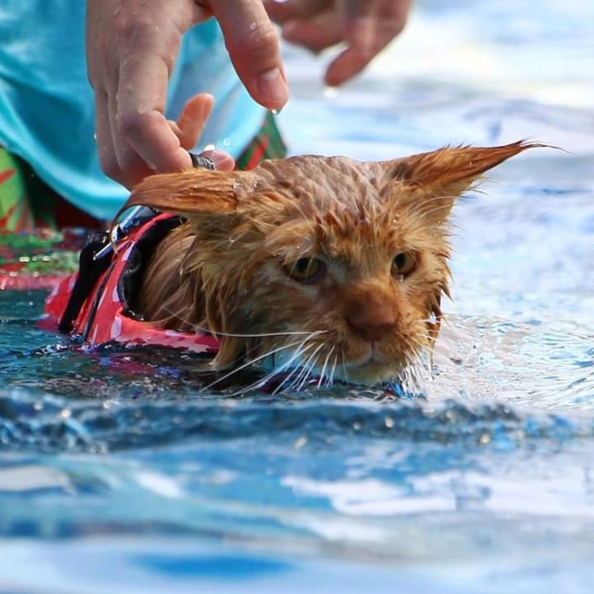 A ginger maine coon swimming in a pool and held by harness with his owner.