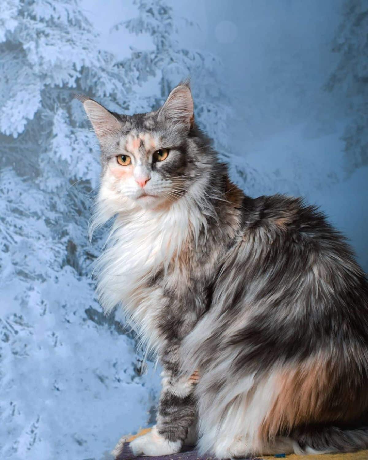 A beautiful calico maine coon sitting near a blue portrait.