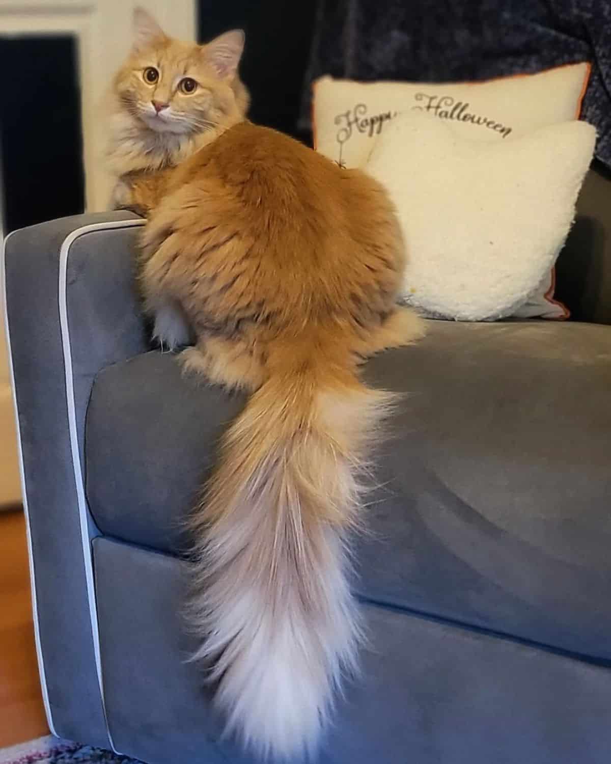 A beautiful ginger maine coon sitting on a ouch with a long hanging tail.