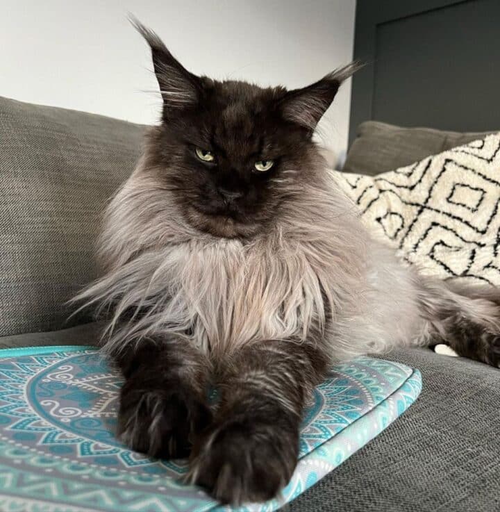17 Maine Coon Cats With Black Face (With Photos) - MaineCoon.org