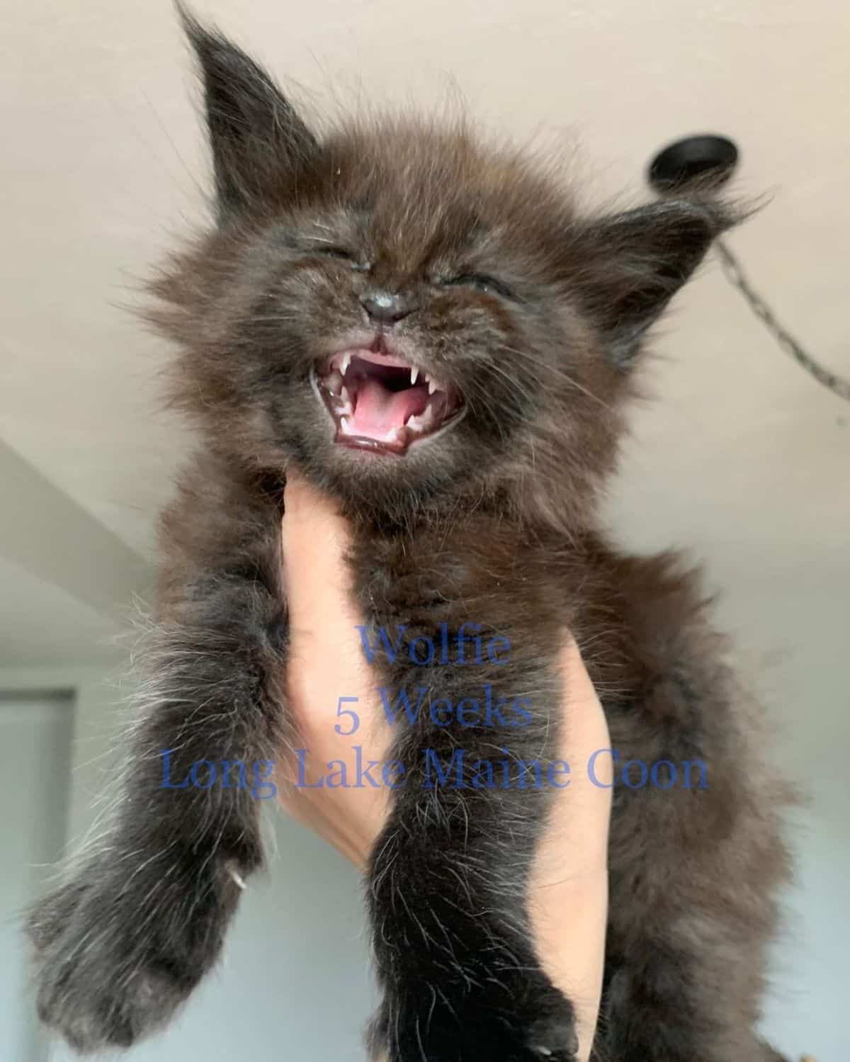 A human hand holding an adorable black maine coon kitten in the air.