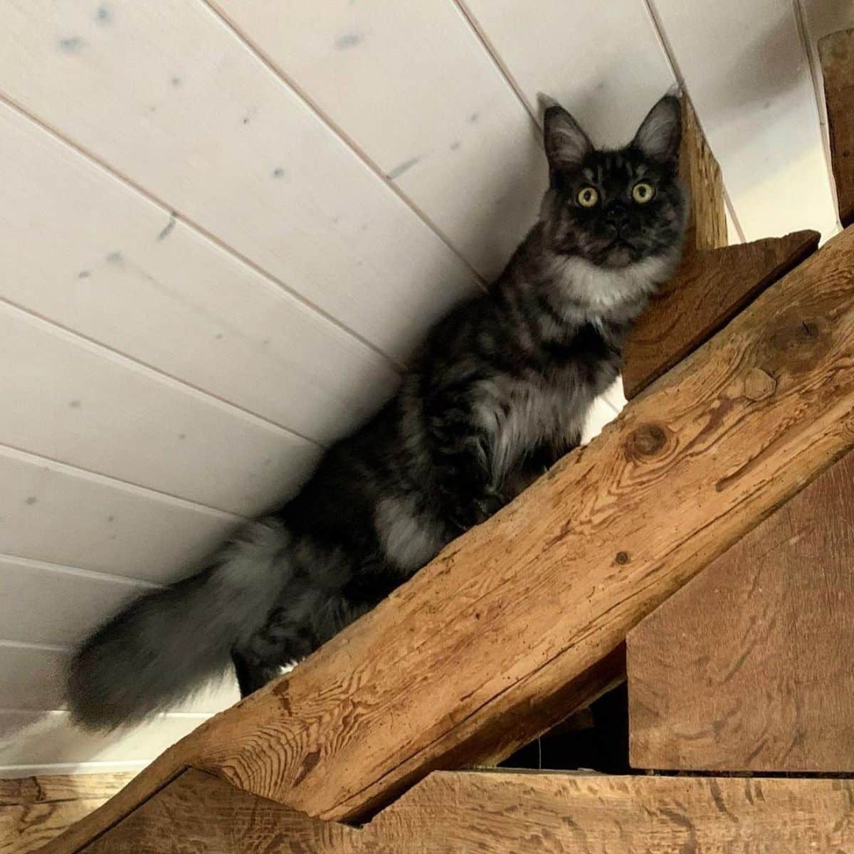 A big black smoke maine coon climbing on a roof tuss.