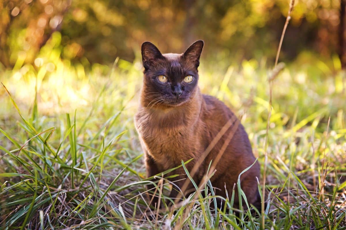 A beautiful brown Burmese cat sitting in green grass.