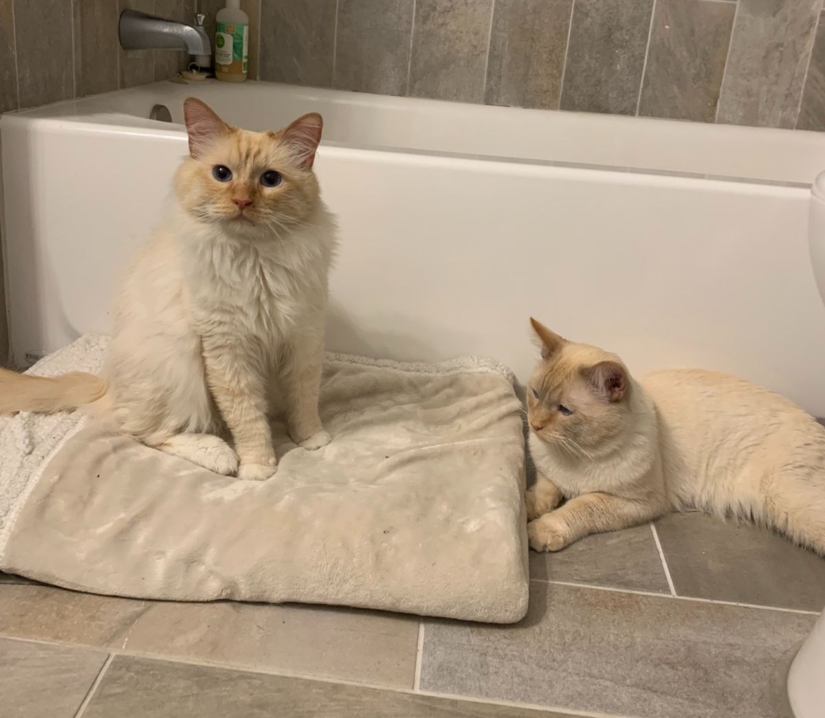 Two cream maine coons lying on a pillow and on a floor near a bathtub.