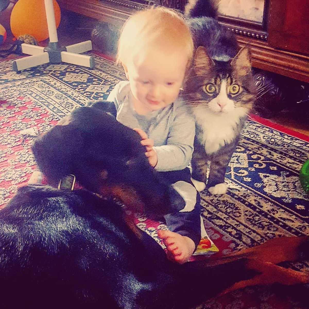 A baby playing with a dog and a tabby maine coon on a carpet.